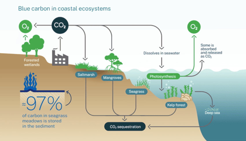 Blue Carbon Dynamics in Coastal Ecosystems: Mechanisms of Mangrove ...
