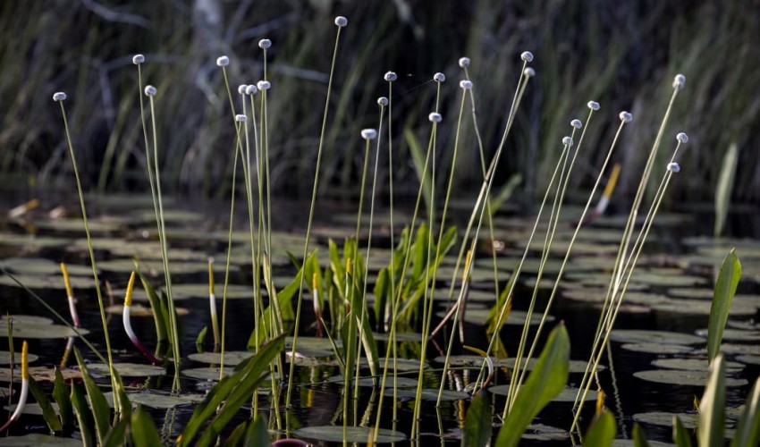 Fen, Bog, and Swamp refreshes readers' memories on the value of peatlands.