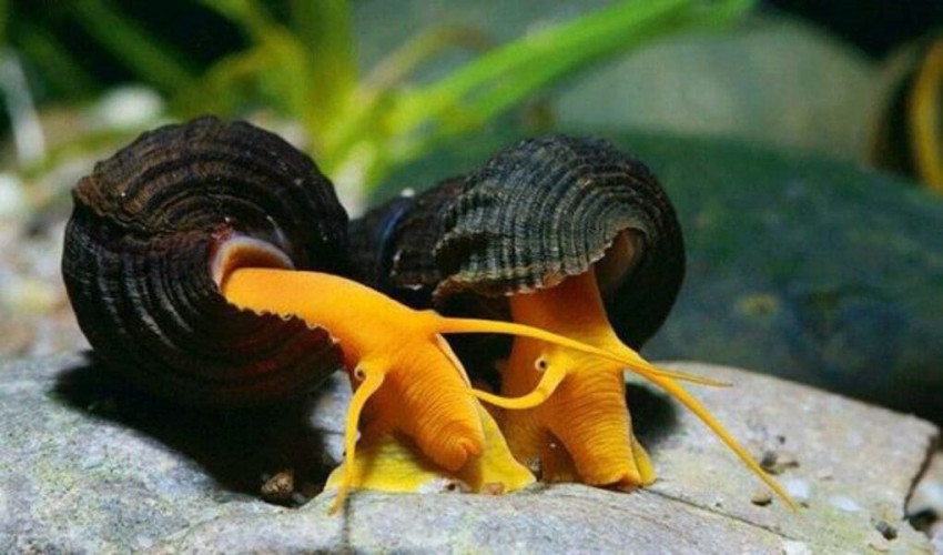 The ability of freshwater leeches to digest snails may aid in the prevention of illness.