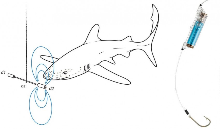 These devices use an electric field to scare sharks from fishing hooks