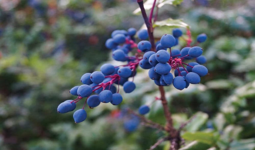 Unlocking the Blue Mystique: Nanostructures in Fruit Wax
