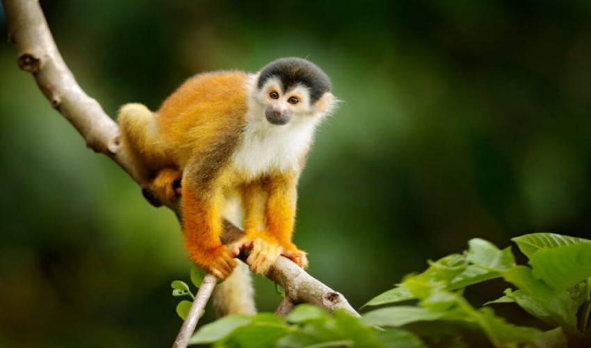 The warming temperature has led to the emergence of monkeys and lemurs from their treetop perches.