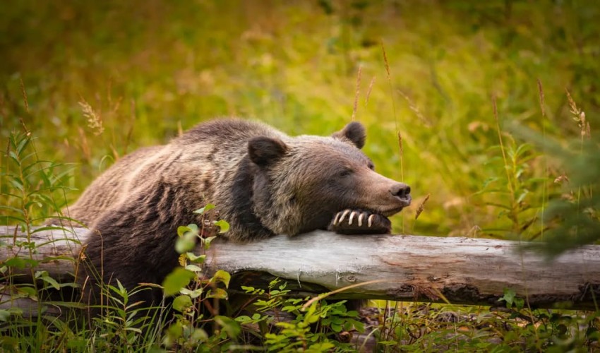 Blood clots don't form in hibernating bears. Scientists have now figured out why