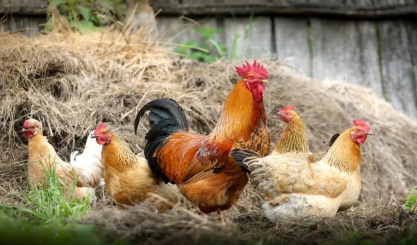 Insight into Avian Influenza's Host Adaptation: Study Reveals Viral Replication Strategy