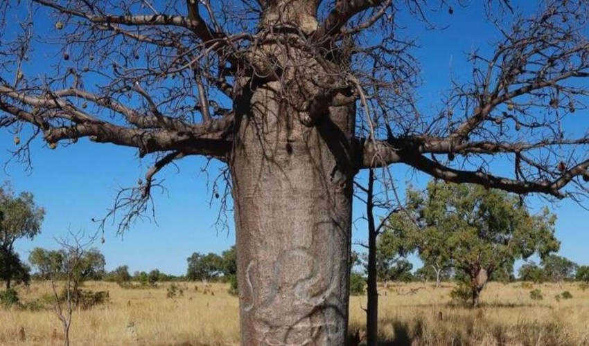 The boab trees of Australia have carvings that tell the narrative of a forgotten generation.