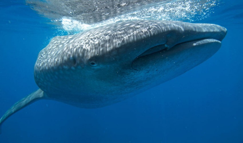 Whale sharks' night vision is aided by the same mutation that causes human night blindness.