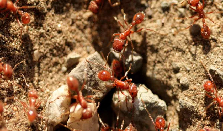 Cascading Effects of Invasive Ants on African Savanna Food Webs
