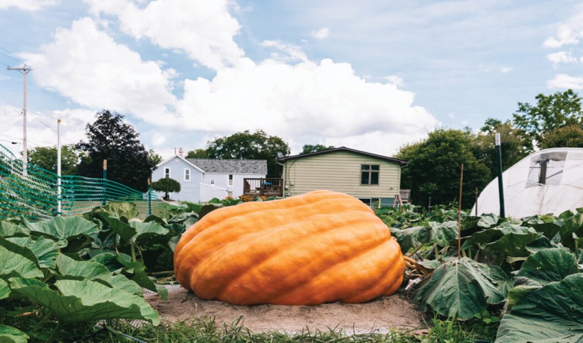Why do some pumpkins grow to be so enormous?