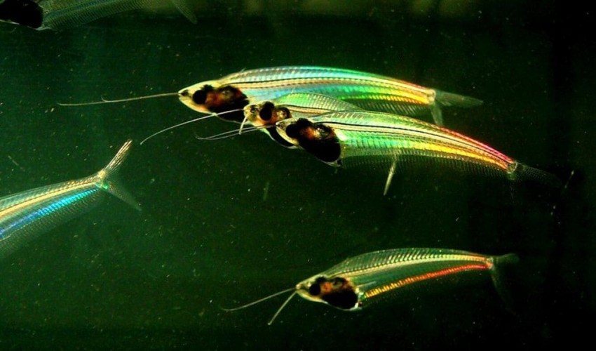 White light provides a rainbow effect on this otherwise clear fish. Now we understand why