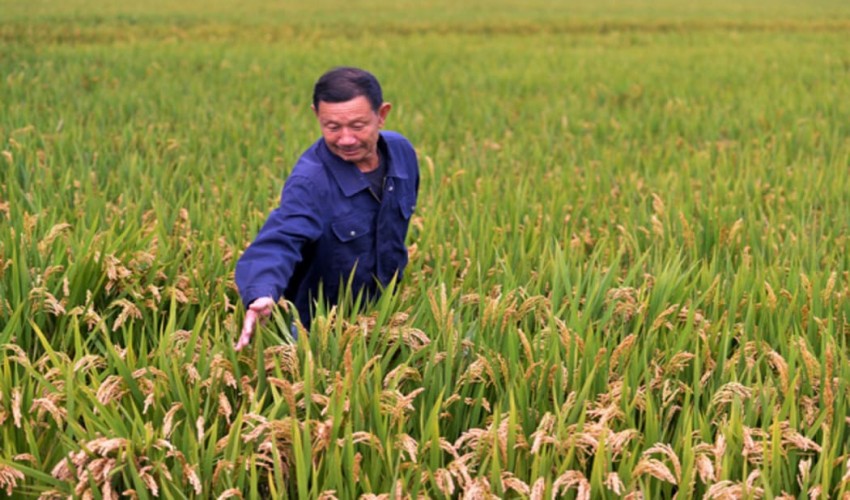 There are three steps involved: Rice farming was made feasible by genetic mutations.