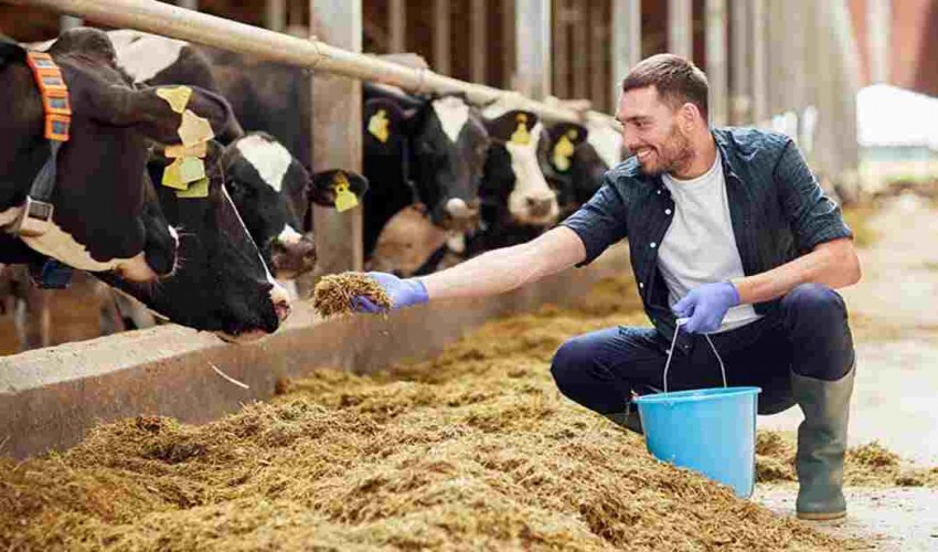 Dairy science and technology research topics